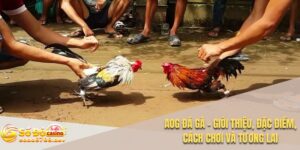 Aog đá gà